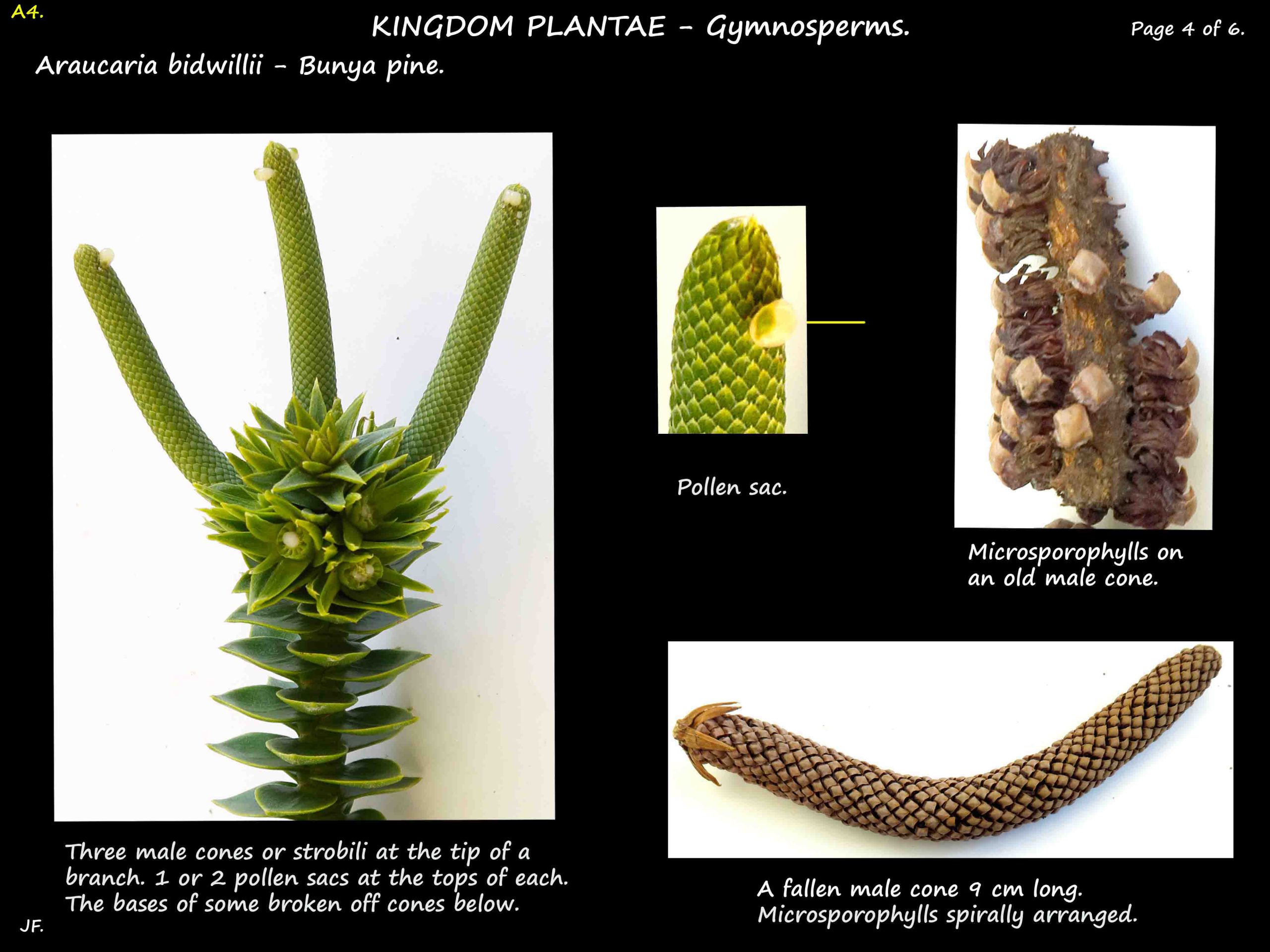 4 Bunya pine microsporophylls